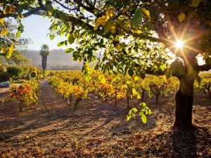 healdsburg-california-GettyImages-185504874