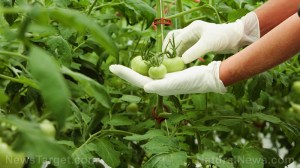 Gmo-Tomatoes-Pesticides-Gloves-Plants