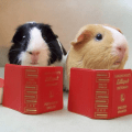 Guinea pigs reading