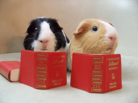 Guinea pigs reading