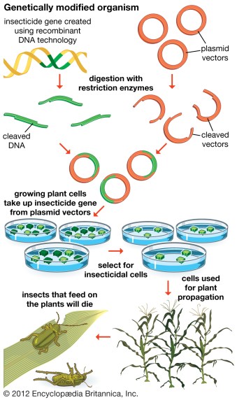 GMO methods-organisms-recombinant-DNA-technology.jpg
