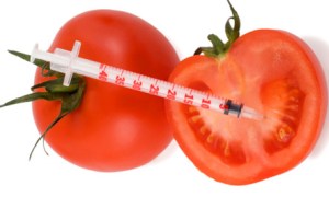 gmo tomatos
