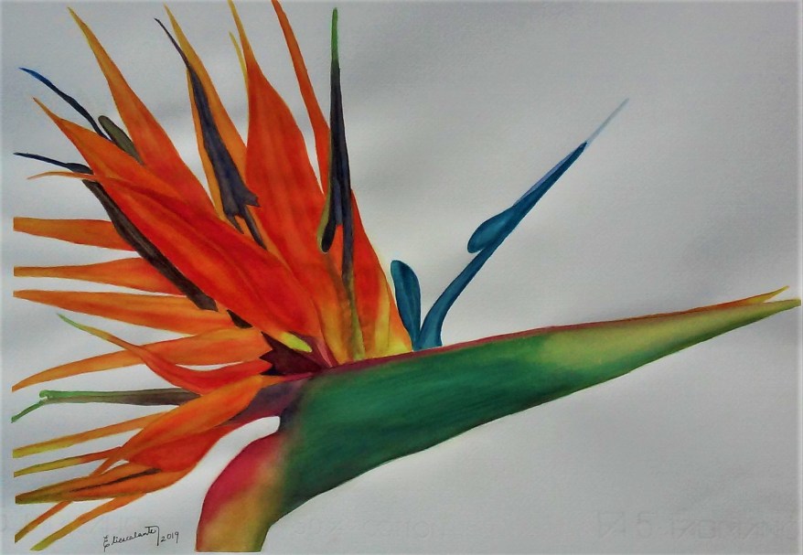 Rising Paradisexblog