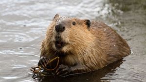 beaver