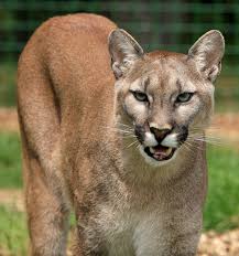 cougar