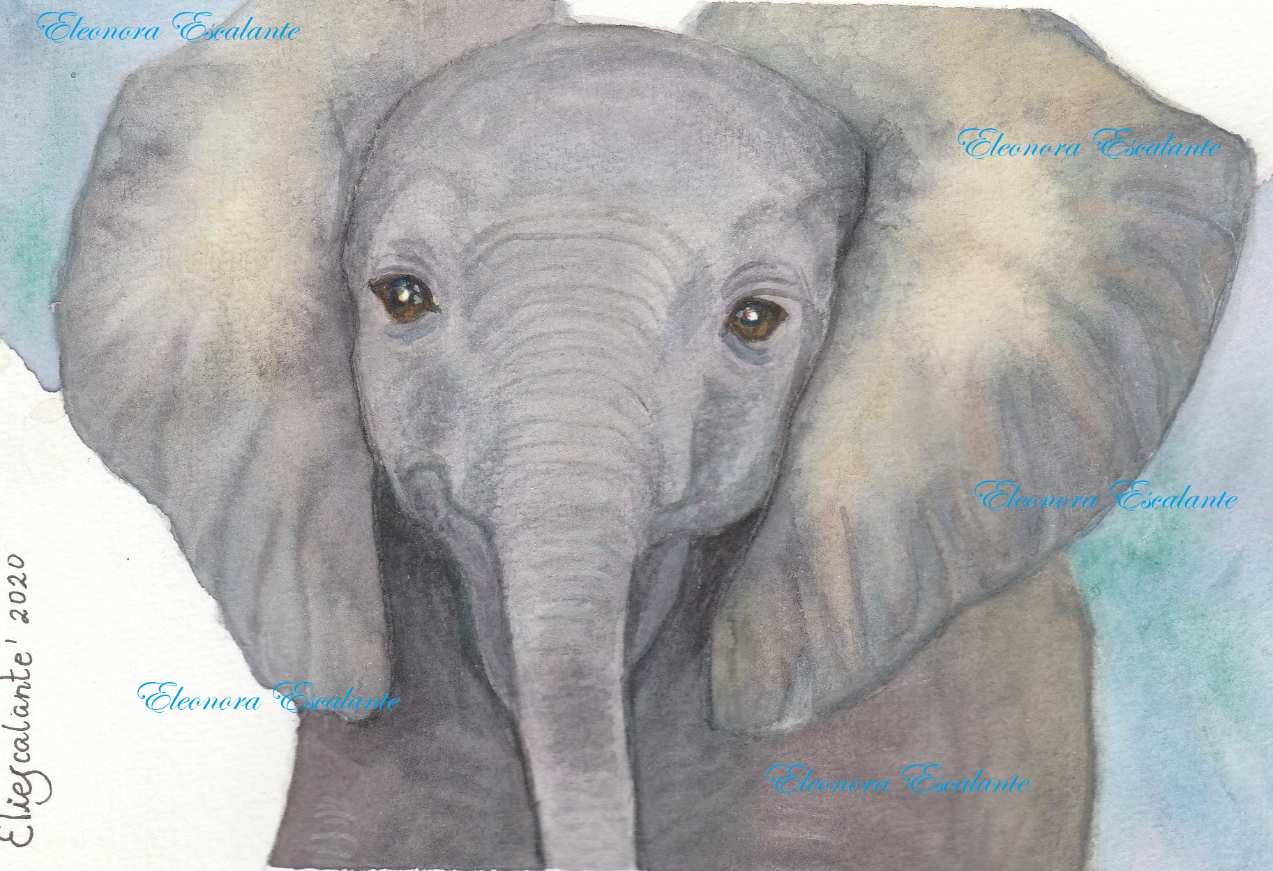Baby elephant x blog