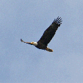 bald-eagle-flying-overhead