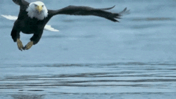 eagle gif