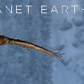 eagles flying planet&nbsp;earth