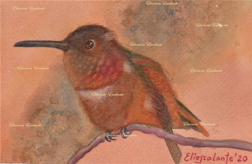my first hummingbird final x blog edited