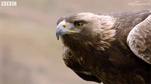 eagle bbc earth