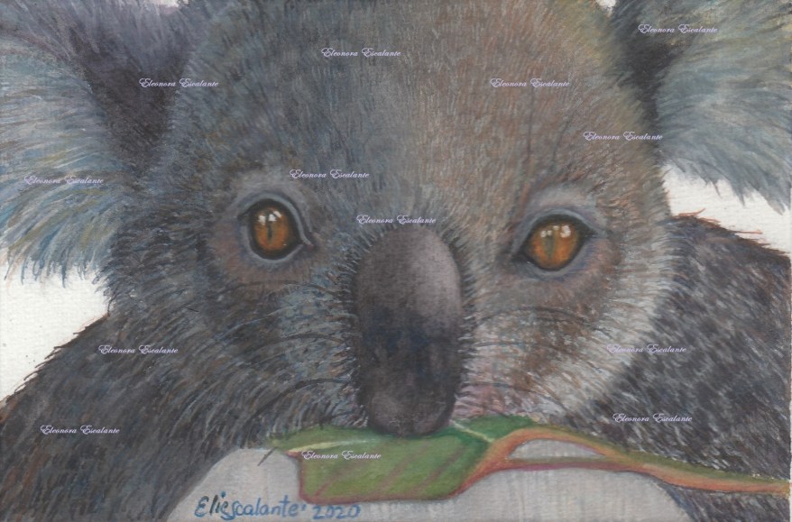 Koalita edited x blog final